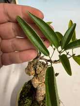 Load image into Gallery viewer, Arakawa Mayumi, Cork Bark Euonymus, Spindle Tree