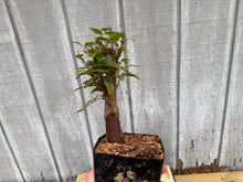 Load image into Gallery viewer, Zelkova, Japanese Grey Bark Elm #9