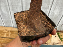 Load image into Gallery viewer, Trident Maple #33