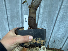 Load image into Gallery viewer, Chinese Quince #4