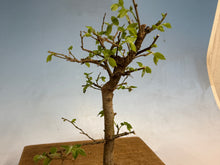 Load image into Gallery viewer, Chinese Hackberry, Celtis 005