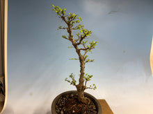 Load image into Gallery viewer, Chinese Elm var. Yatsabusa Cork Bark 002