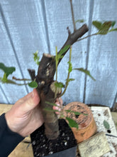 Load image into Gallery viewer, Chinese Quince #7