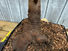 Load image into Gallery viewer, Zelkova, Japanese Grey Bark Elm #14