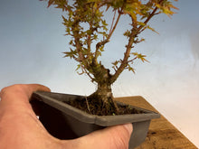 Load image into Gallery viewer, Kotohime Japanese Maple-009