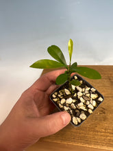 Load image into Gallery viewer, Kumquat, Kinzu