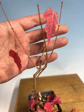 Load image into Gallery viewer, Amur Maple