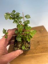 Load image into Gallery viewer, Dwarf Japanese Musk Maple (Premna) Cutting Grown