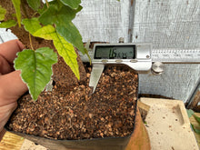 Load image into Gallery viewer, Trident Maple #35