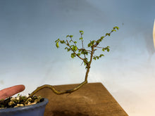 Load image into Gallery viewer, Chinese Elm-Root Cutting 001