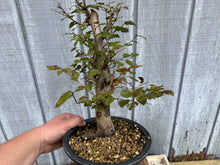 Load image into Gallery viewer, Korean Hornbeam, Carpinus Koreana