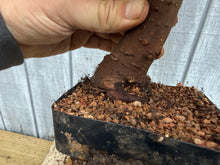 Load image into Gallery viewer, Zelkova, Japanese Grey Bark Elm #16