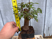 Load image into Gallery viewer, Zelkova, Japanese Grey Bark Elm #18