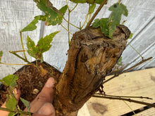 Load image into Gallery viewer, Trident Maple #4