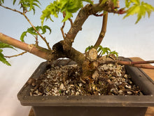 Load image into Gallery viewer, Shishigashira Japanese Maple 016