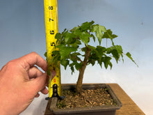Load image into Gallery viewer, Trident Maple 021