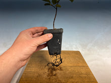 Load image into Gallery viewer, Japanese Persimmon