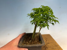 Load image into Gallery viewer, Shishigashira Japanese Maple 018