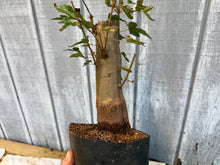 Load image into Gallery viewer, Trident Maple #19