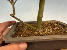 Load image into Gallery viewer, Shishigashira Japanese Maple 018