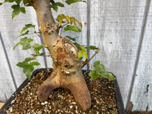 Load image into Gallery viewer, Trident Maple #48