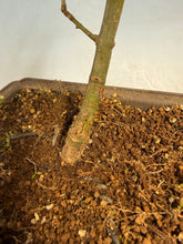 Load image into Gallery viewer, Shishigashira Japanese Maple 015