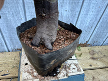 Load image into Gallery viewer, Chinese Quince #5