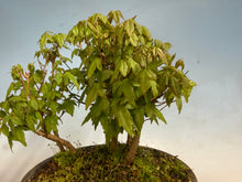 Load image into Gallery viewer, Trident Maple-Shohin Forest 001