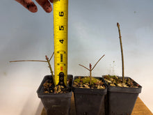 Load image into Gallery viewer, Arakawa Mayumi, Cork Bark Euonymus, Spindle Tree