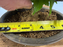 Load image into Gallery viewer, Trident Maple 022