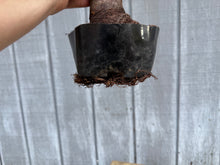 Load image into Gallery viewer, Zelkova, Japanese Grey Bark Elm #20