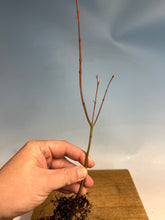 Load image into Gallery viewer, Japanese Maple Bare Root- Large 12-16”+
