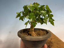 Load image into Gallery viewer, Trident Maple 022