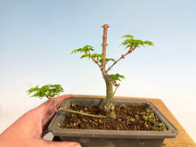 Load image into Gallery viewer, Shishigashira Japanese Maple 013