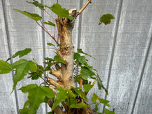 Load image into Gallery viewer, Trident Maple #24