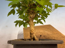 Load image into Gallery viewer, Trident Maple 014