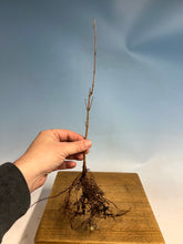 Load image into Gallery viewer, Amur Maple Bare Root 3 year, 10-12”