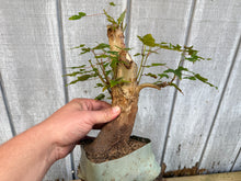 Load image into Gallery viewer, Trident Maple #39