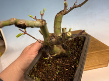 Load image into Gallery viewer, Shishigashira Japanese Maple 001