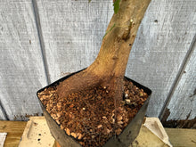 Load image into Gallery viewer, Trident Maple #17