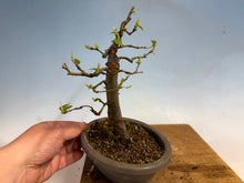 Load image into Gallery viewer, Chinese Quince 005