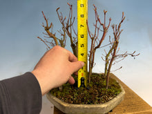 Load image into Gallery viewer, Japanese Maple Forest-Koyo pot-002