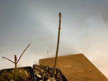 Load image into Gallery viewer, Arakawa Mayumi, Cork Bark Euonymus, Spindle Tree