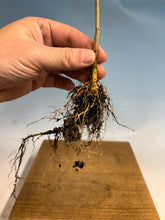 Load image into Gallery viewer, Japanese Wisteria Bare Root