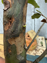 Load image into Gallery viewer, Chinese Quince #9