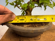 Load image into Gallery viewer, Trident Maple 020