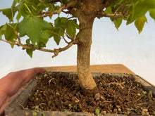 Load image into Gallery viewer, Trident Maple 010