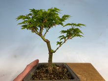 Load image into Gallery viewer, Shishigashira Japanese Maple 010