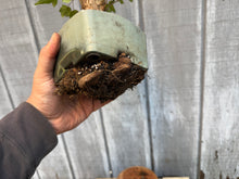 Load image into Gallery viewer, Trident Maple #24