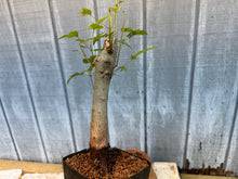 Load image into Gallery viewer, Trident Maple #25